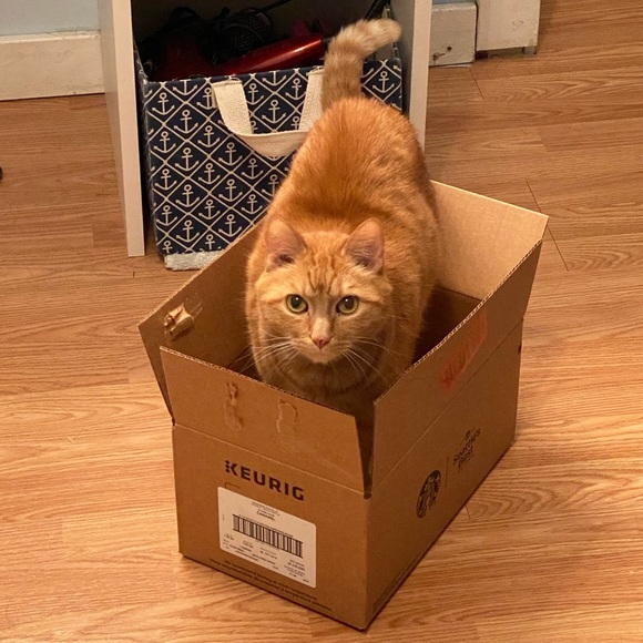 Pet Friendly Home πΆπ± - Picture 8 of 16